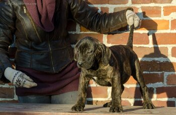 LOKI DE REY GLADIADOR