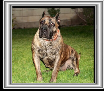 MEKO DE BONAFIDE