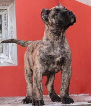 ATENA NOBLE SANGRE