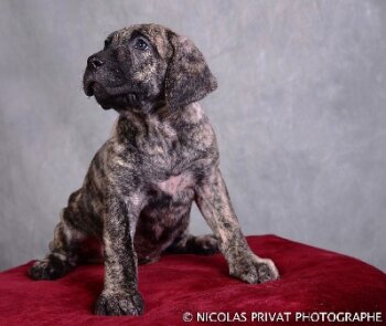 IBERIA DES DOGS DE L'AGE DE RAISON