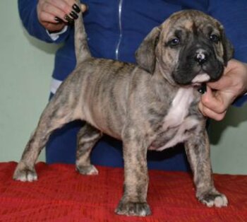 IRAK BULLSARA DEL PEMBA