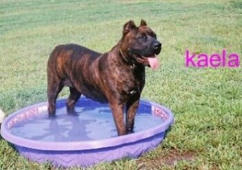 SHOW STOPPER KAELA