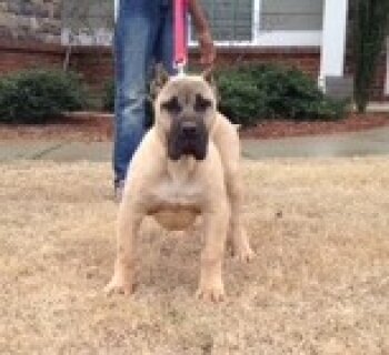 BLUFFCITY K9'S MAYA ANGELOU