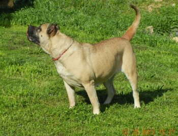 STAR OF ICIS (ZOE)