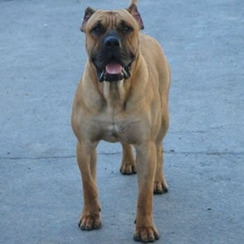 CUJO DE TAMARAN BULL (SAVAGE)