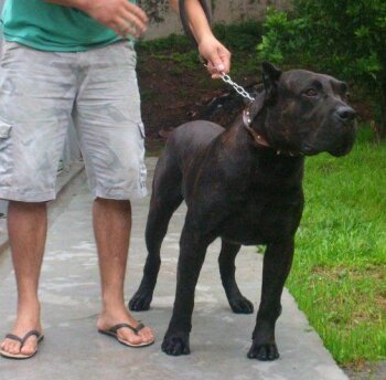 DRAGO DE TAMARAN BULL