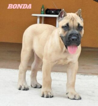 MID AMERICA K9 RONDA