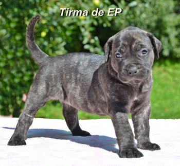 TIRMA DE ETERNA PRIMAVERA