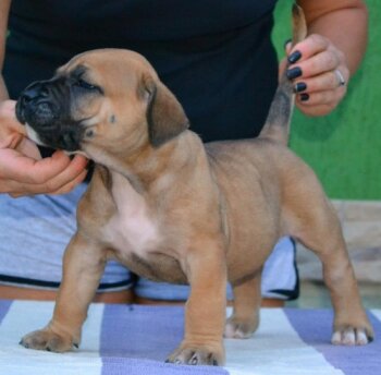 LAYLA BULLSARA DEL PEMBA
