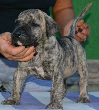 LOKA BULLSARA DEL PEMBA