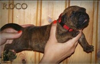 ROCO NUESTRA SANGRE