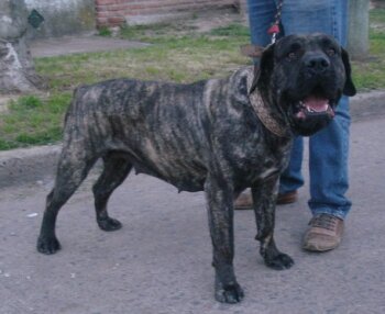 NEGRA DE RANCHO BRAVO