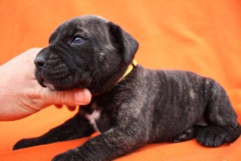 BOSS BULL CANARIO SHILA