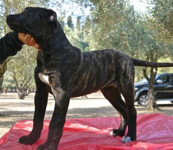 HODOR FROM GDF