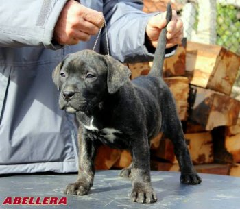 ABELLERA KUJUMDJIEV