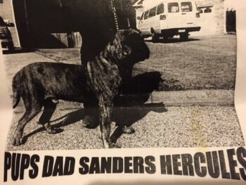 SANDERS HERCULES
