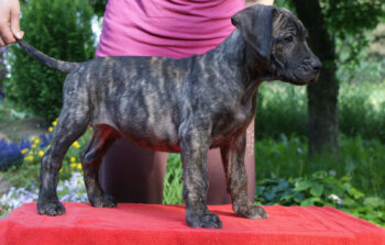 MADDI EL DIAMANTE UNICO