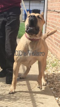 DD'S VALERO