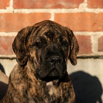 EL KINGO DE REY GLADIADOR