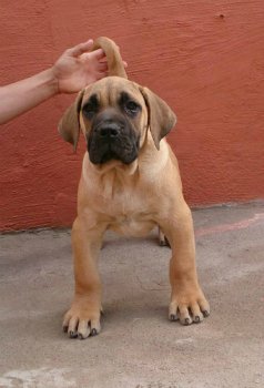 TYSON DE HORNOS DE CAL