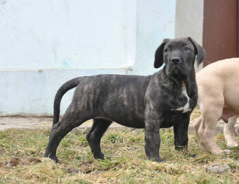 RUNA DE VIKING GUARD KENNEL
