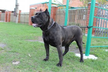 SHAKIRA SUPER STAR PERRO PRESA GRAND