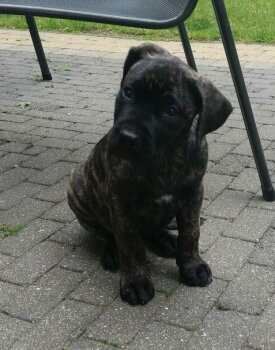 BEAU VAN DER SCHUTTERSWEI