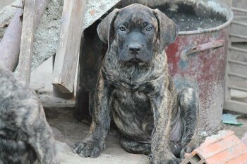 VARGA'S EL GUARDIAN FIEL JIM