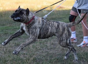 BUFFY DE VARRO BULL