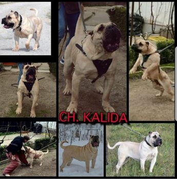 KALIDA DE MILKY WAY LUDUS