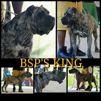BLACK STAR PRESA'S KING