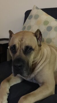 ROSADO DE IRON PRESS KENNEL