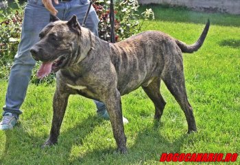 ZEUS OF CASA TARABAN