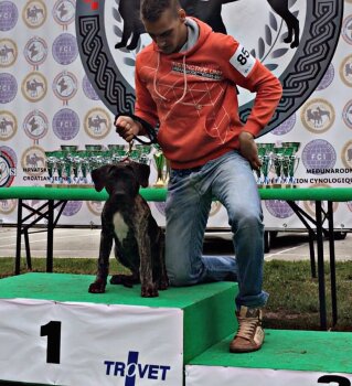 BOMBA BAD DOGZ CANARIO