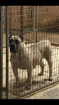 KINGDOM K9'S STAR