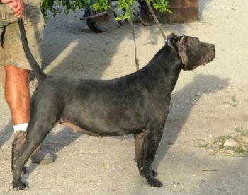 CATALINA DE KING ZULU