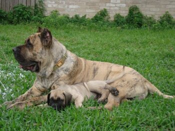 CERBEROS GRAN CANARIAN GOLIATH