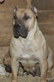 JUNO DE CANARIAN BULL