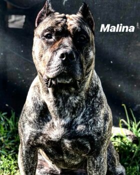 MALINA DE CONQUISTADOR