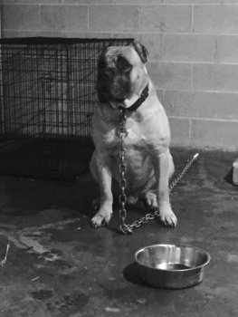COURAGE KENNELS MEKO MASERATI