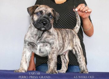 VARVAR PERRO PRESA GRAND