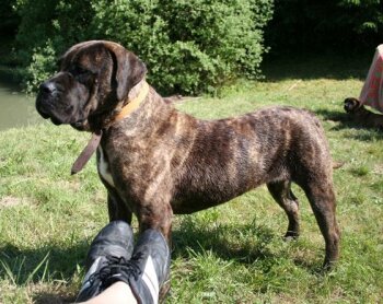 MANDARINA DE FENCING DOGS