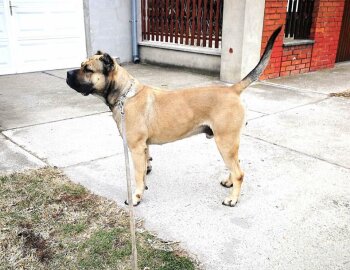 PERROS CANARIOS OROS FARAO