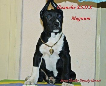 GUANCHE JR OF SEVEN SHARKY DINASTY