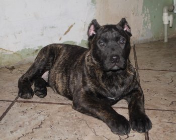 TORO FORTIKA DANAYA