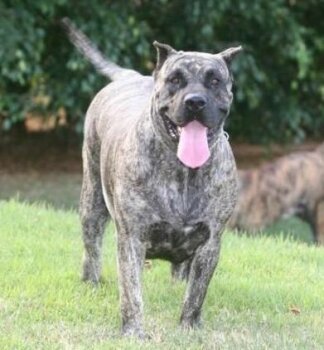 ZAMBRA DE BARNACAN BULL