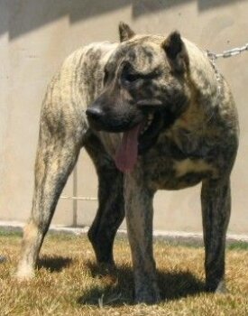 ULISES DE BARNACAN BULL