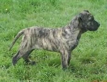 CURTO EL PANNON PERRO DE PRESA