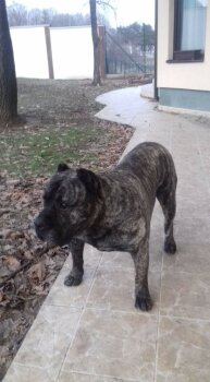 ARAMIS