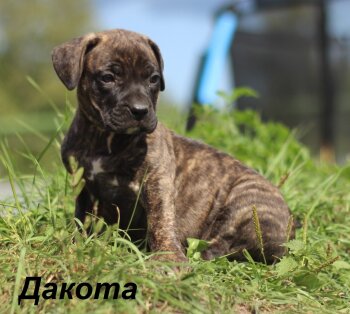 DAKOTA*